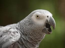 500 долларов за пернатого: в Новомосковске потеряли попугая