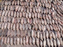 Под Запорожьем поймали браконьера с крупным уловом рыбы - фото
