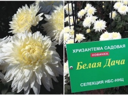 Участница крымского Бала хризантем получила название в честь дачи Чехова
