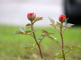 В Никополе возле мэрии высадили молодые розы
