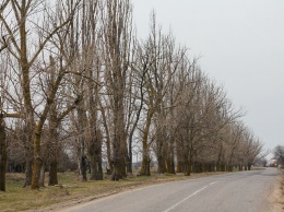 Ученые разработали проект восстановления лесополос в Крыму