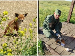 В Крыму спасли лисенка: три трогательных фото