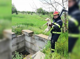 В Апостоловском районе бойцы ГСЧС спасали двух щенков от смерти