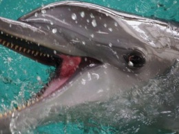 В оккупированном Крыму устроили кладбище убитых дельфинов. ВИДЕО