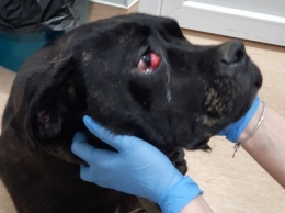 Не отвертится: в Одесской области общественники пришли спасать собак и нашли наркоплантацию