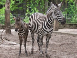 В Николаевском зоопарке родился детеныш зебры