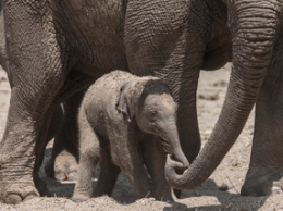 В зоопарке Тель-Авива слоны защищали малыша от ракетных атак ХАМАСа (ВИДЕО)