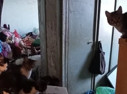 В Харькове из квартиры пенсионерки в приют забрали 16 котов