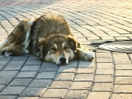 В Харькове пройдет митинг против массового убийства бездомных животных