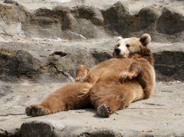 Холодная весна: медведи в Карпатах наведываются к ульям и охотятся на домашний скот