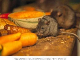 Миллионы мышей-каннибалов захватили два штата Австралии (ВИДЕО)