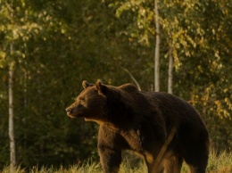 Под Ивано-Франковском медведь спустился с гор и задрал домашний скот
