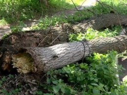 Не повезло: в Полтаве дерево рухнуло на машину