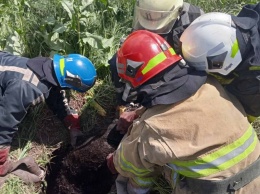 В Кривом Роге спасатели достали теленка упавшего в заброшенный колодец