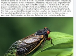 Жители Востока США обрывают телефон службы спасения из-за громкого пения миллиардов цикад