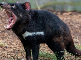 Впервые за три тысячи лет в Австралии родились тасманийские дьяволы