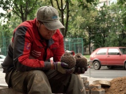 Проспали ремонт: под Киевом из-за застрявших в щели ежей разобрали новый подъезд