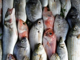 Вылов рыбы в Черном море за год подскочил на 41% - Госрыбагентство