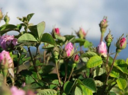 Болгарский праздник роз состоится в Симферополе 29 мая: программа