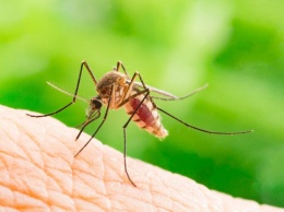 Чтобы комары не кусали: эффективное средство за копейки
