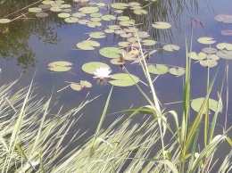 На Днепропетровщине расцвели водяные лилии