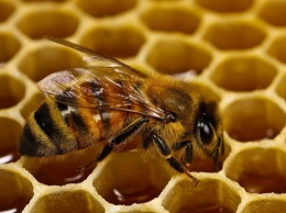О пользе сотрудничества: две пчелы сняли крышку с бутылки сладкой газировки (ВИДЕО)