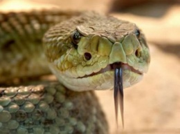 В Полтаве змея укусила ребенка на улице: как оказать первую помощь