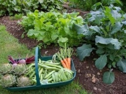 Налог на овощи со своего огорода: украинцам напомнили об обязательстве