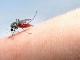 Как избавиться от комаров: народные средства, которые работают