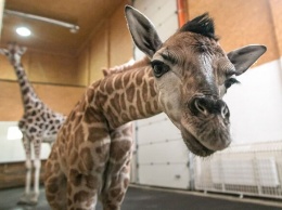 Из Одесского зоопарка: в Харьков везут маленького жирафа