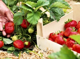 В Украине стремительно падают цены на клубнику: почем ягоды
