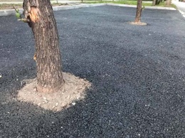 На очередной парковке в Днепре деревья закатали в асфальт