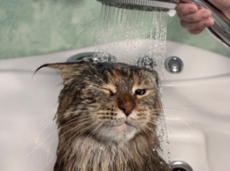Кота не искупать: часть Запорожья останется без воды (адреса)