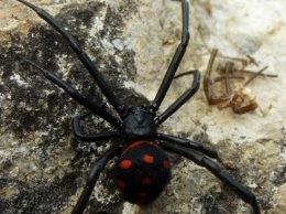Уличный ядовитый паук отправил в больницу жителя Днепра