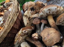 Жительница Запорожской области собрала в лесничестве грибы и отравилась