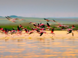 Невероятное зрелище: в Одесской области заметили больше сотни розовых фламинго