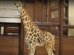 В Харьковский зоопарк из Одессы привезли 10-месячного жирафа-меломана