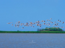 В небе над Дунайским заповедником спустя год снова увидели стаю розовых фламинго. Фото