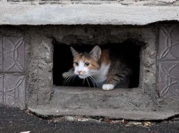 Замуровали, демоны: в Запорожье в нескольких домах замуровали кошек