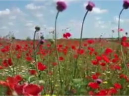 Красоту цветущей Херсонщины запечатлели в новом видео