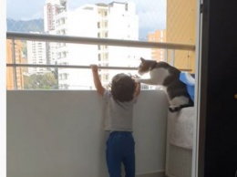 Ребенок вышел на балкон: вот как няня-кошка уберегла от опасности. ВИДЕО