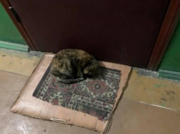 Бросили на улице: на Нивках кошка спит под дверью квартиры, где раньше жила с хозяйкой