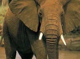 Слоны стремительно вымирают. Спасать вид собрались с помощью спутников и искусственного интеллекта