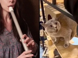 Музыканты со всего мира превратили мем с мяукающим котом в симфонию - частью коллабы стала и украинка