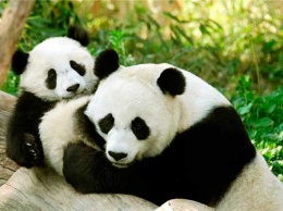 Еще один заповедник с гигантскими пандами открыли в Китае (ВИДЕО)