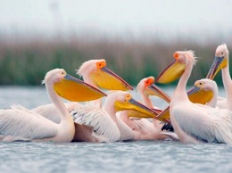 Взяли под строгую охрану остров на Херсонщине с гнездовьями пеликанов