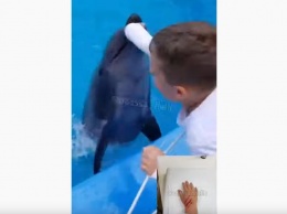 В Одессе в дельфинарии дельфин прокусил ребенку руку - ВИДЕО