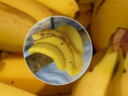 Змея или бананы: оптическая иллюзия на фото озадачила сеть
