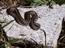 В Мелитополе очень активные змеи: куда обращаться за помощью, если укусила гадюка