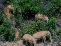 Хроника путешествия слонов в китайской провинции Юньнань бьет рекорды по просмотрам в соцсетях